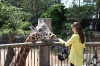 кормление жирафа