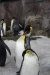 Пингвины снова
