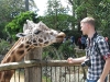 кормление жирафа