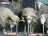 Подиум и овцы